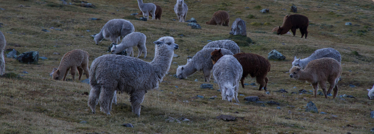 Alpacas and llamas grazing on a grassy hillside dotted with rocks.
