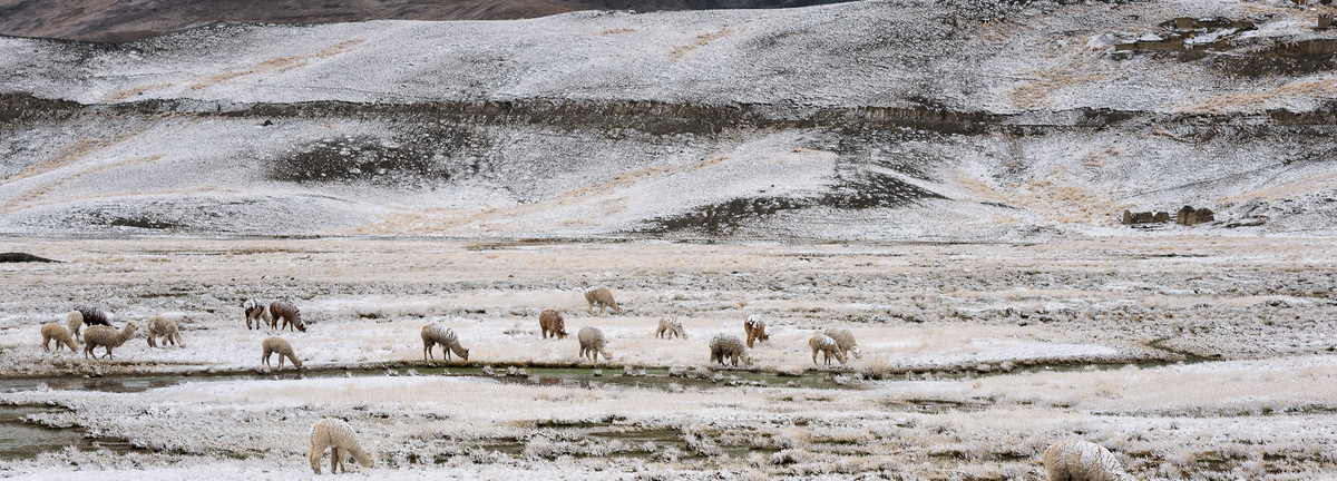 Alpacas grazing in a snowy, mountainous landscape with scattered snow patches on the ground and distant rocky hills.