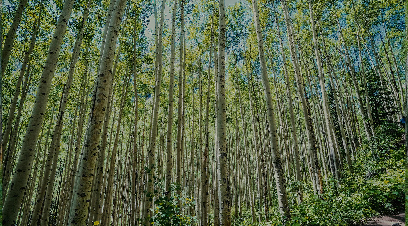 A dense forest of tall aspen trees with green leaves under a clear sky.