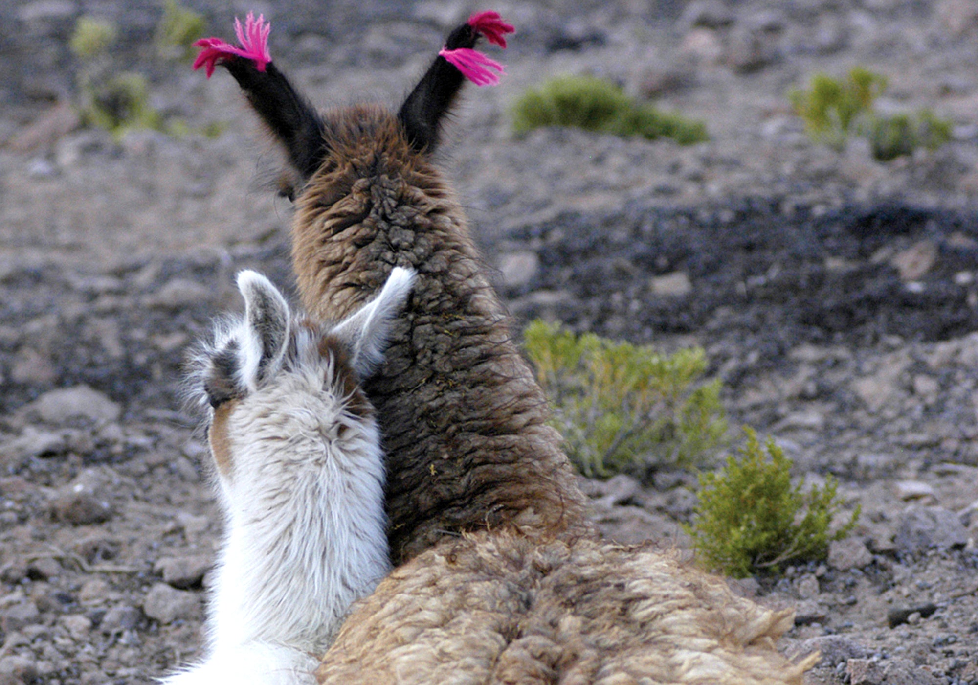 Two llamas are resting on the ground, viewed from behind. The darker llama sports pink tassels on its ears. The background is rocky terrain with sparse greenery.