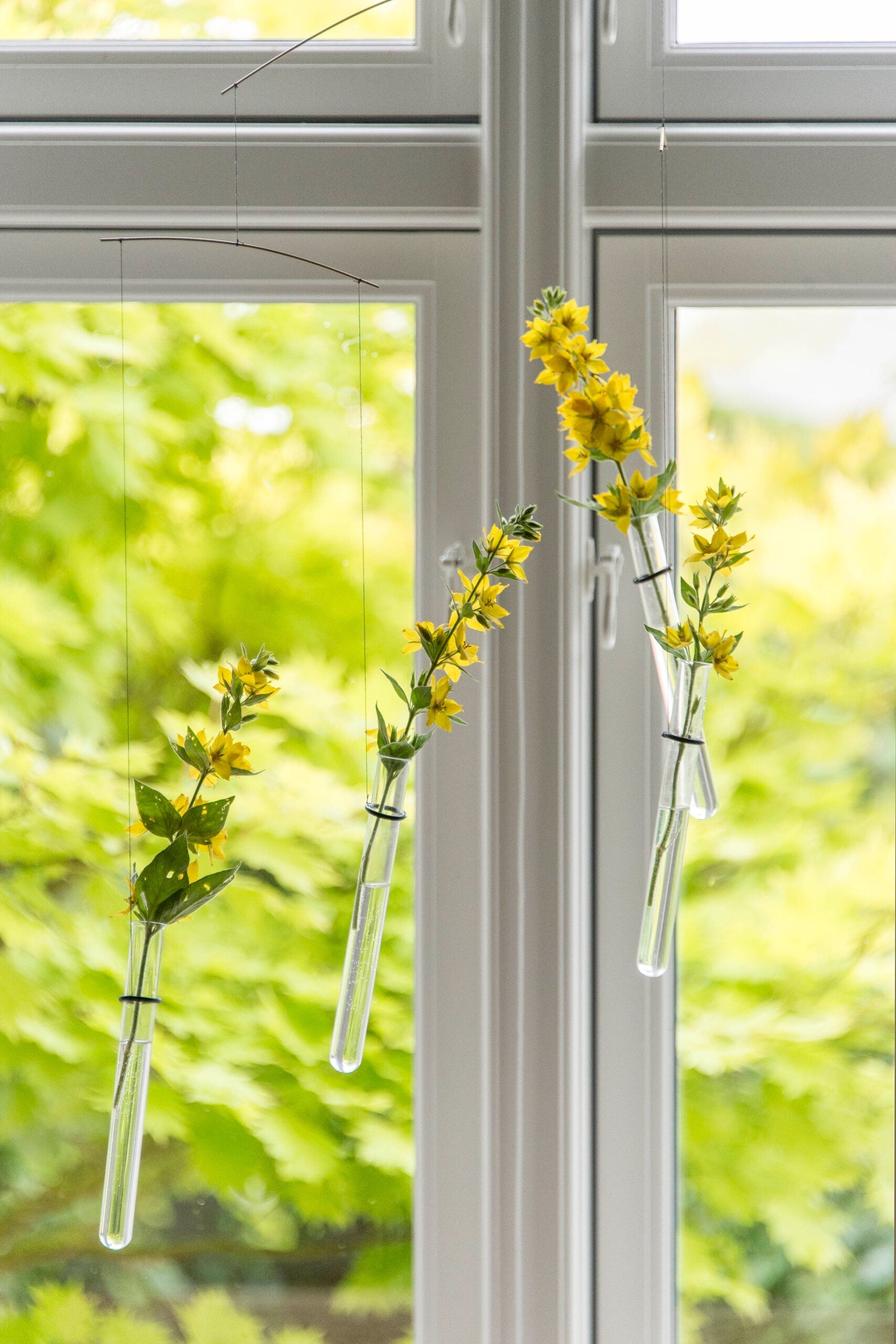 Flying Flowers features three glass test tubes with yellow blooms suspended in front of a sunny window framed by green foliage.